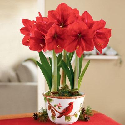 Amaryllis-plant-gifts-harrydavid