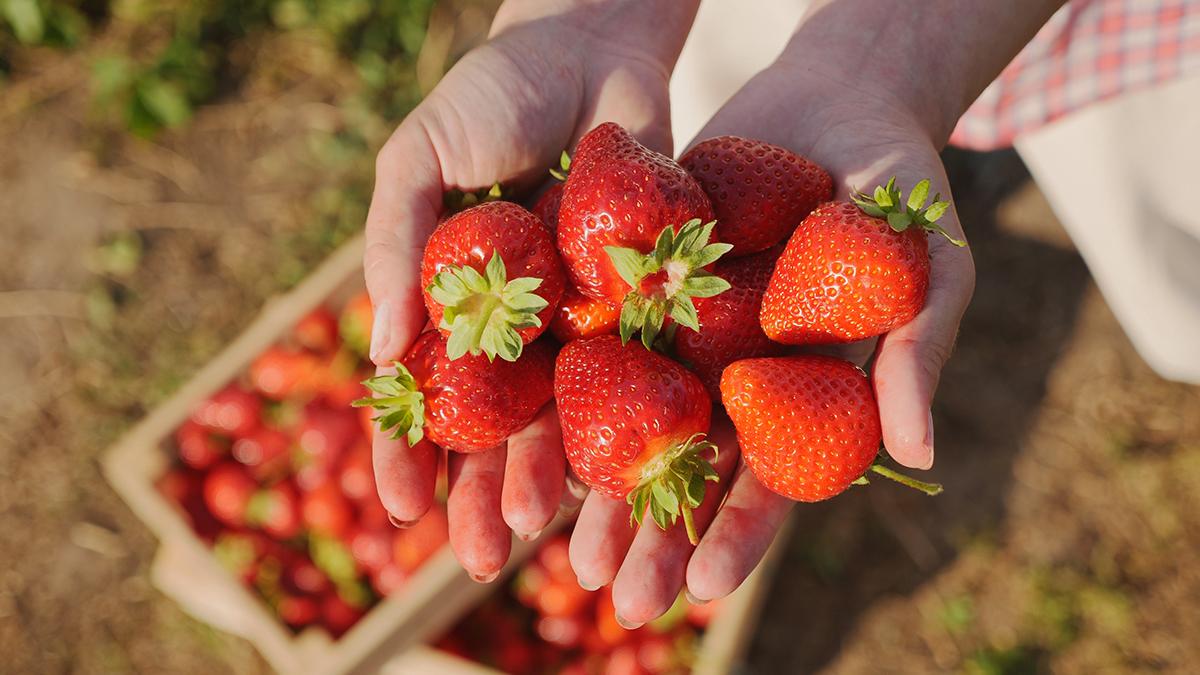 types of strawberries hero